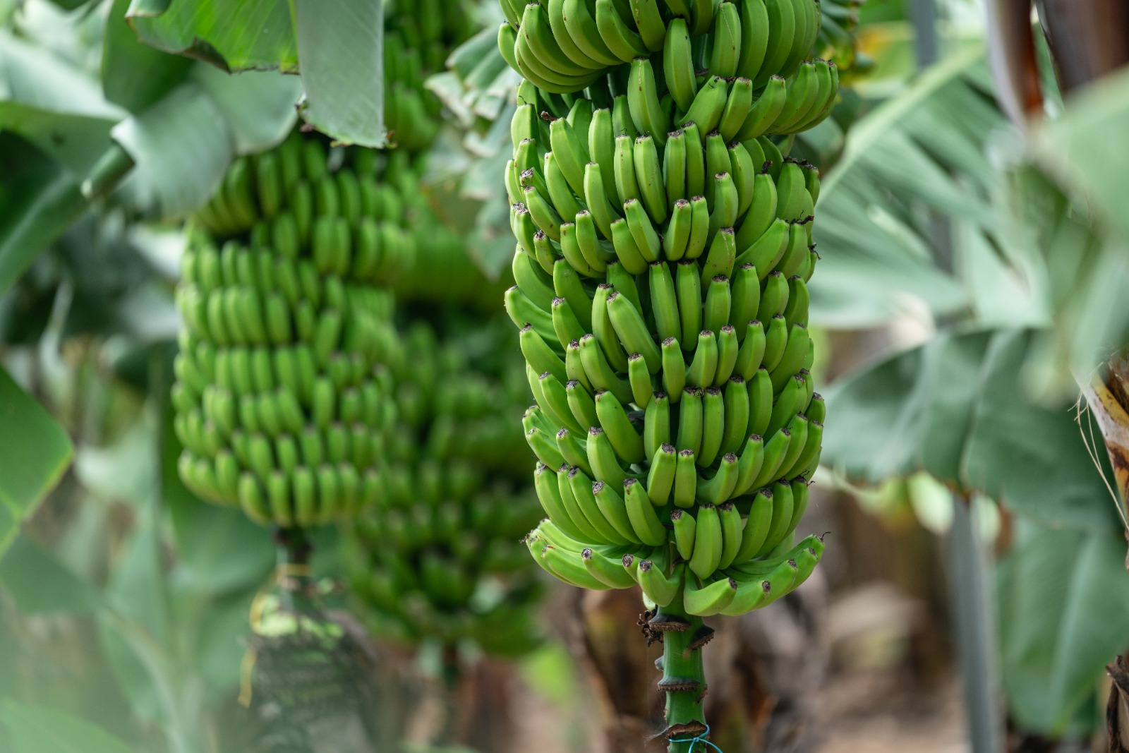 Bananenmuseum - Hacienda la Rekompensa - Arucas
